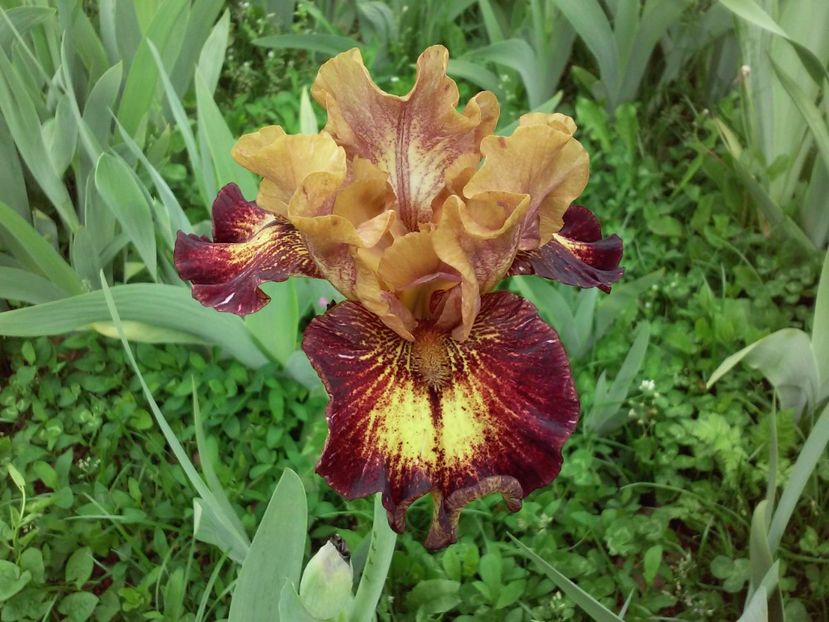 Masked Bandit1 - Irisi intermedia si inalti 2017