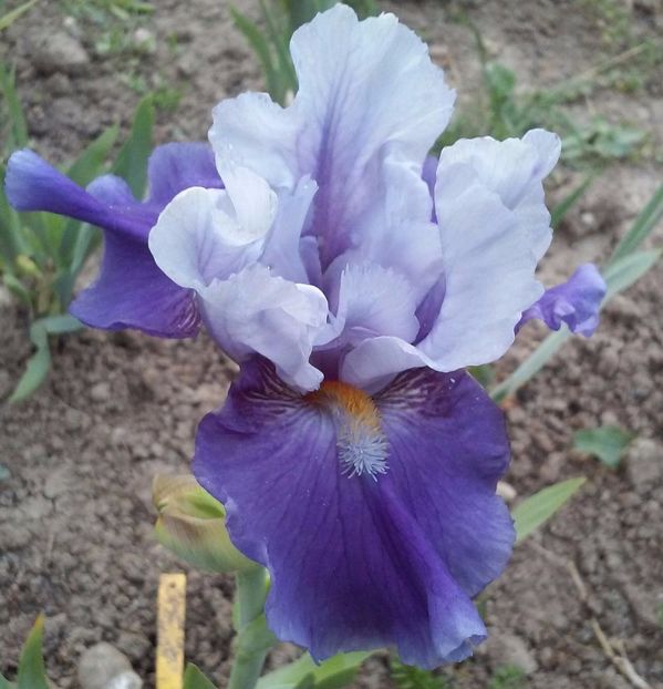 Mezza Cartuccia - Irisi intermedia si inalti 2017