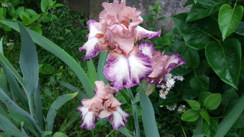 Morning Mood - Irisi intermedia si inalti 2017