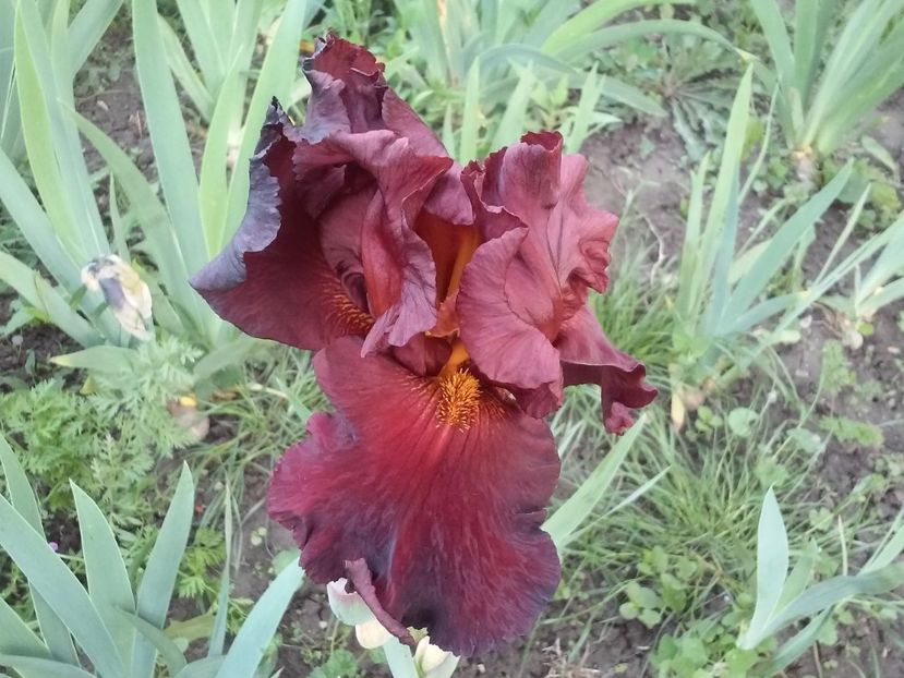 New Centurion (2) - Irisi intermedia si inalti 2017