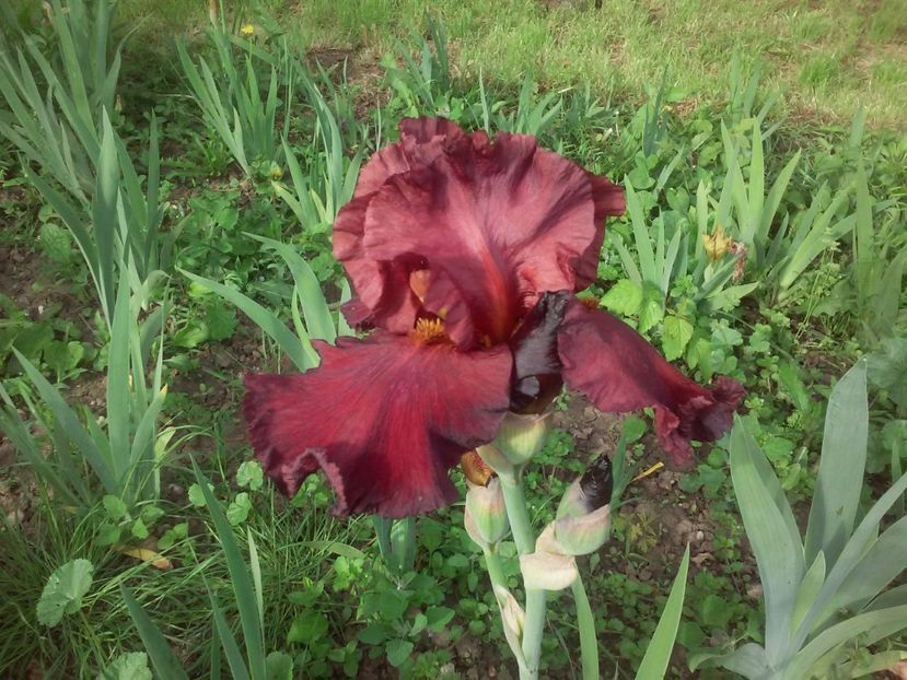 New Centurion - Irisi intermedia si inalti 2017