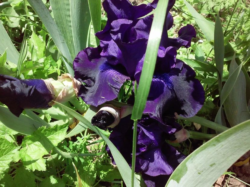 Night ruler1 - Irisi intermedia si inalti 2017