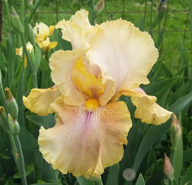 Polish Princess - Irisi intermedia si inalti 2017