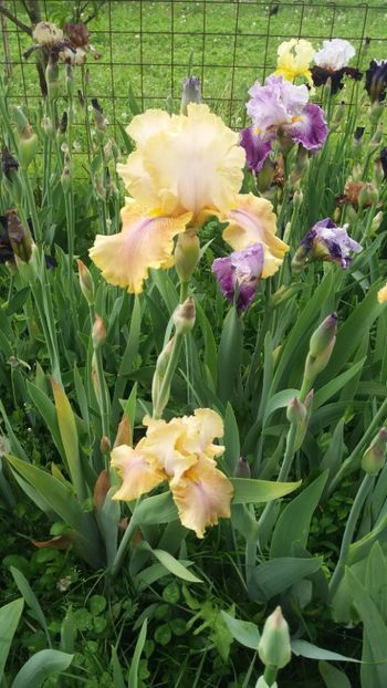 Polish Princess - Irisi intermedia si inalti 2017