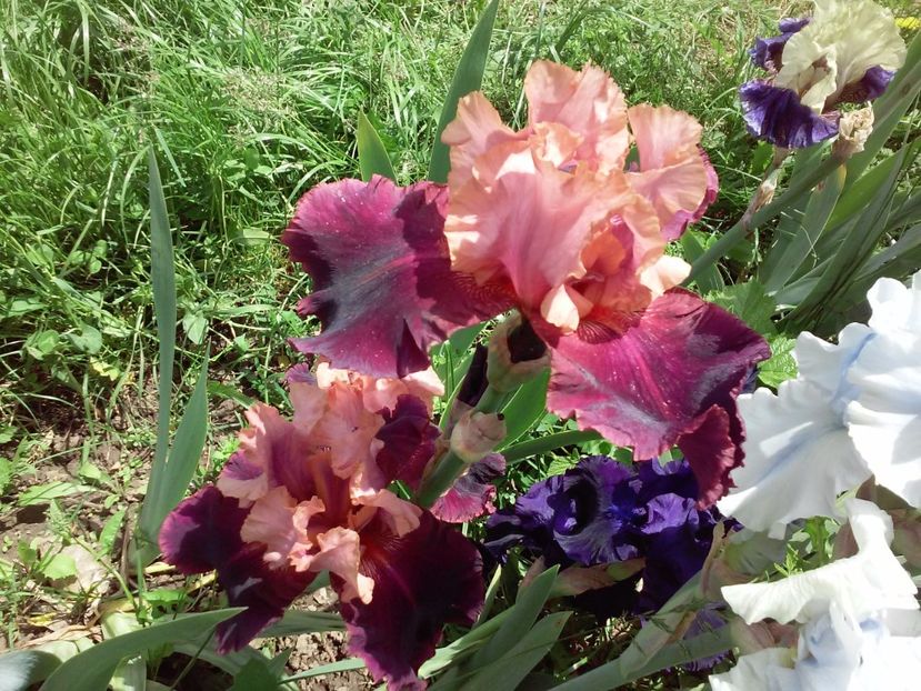 Oh, Jamaica - Irisi intermedia si inalti 2017