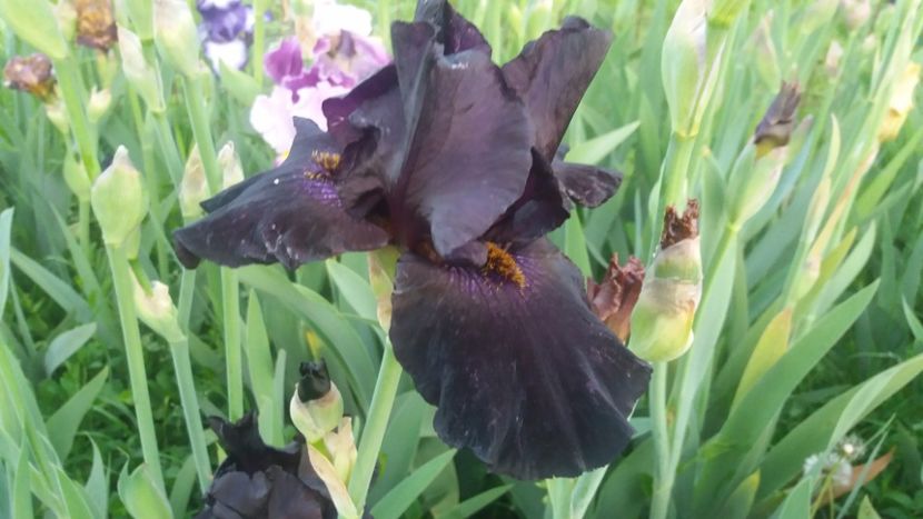 Old black magic - Irisi intermedia si inalti 2017