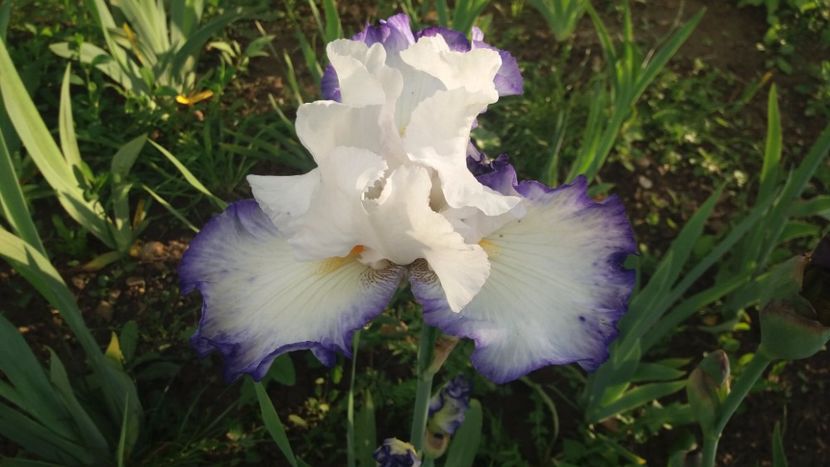 Queen's circle - Irisi intermedia si inalti 2017