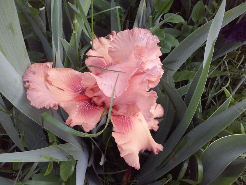 Roselene - Irisi intermedia si inalti 2017