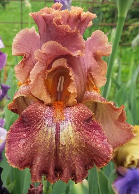 Ruffled Copper Sunset - Irisi intermedia si inalti 2017