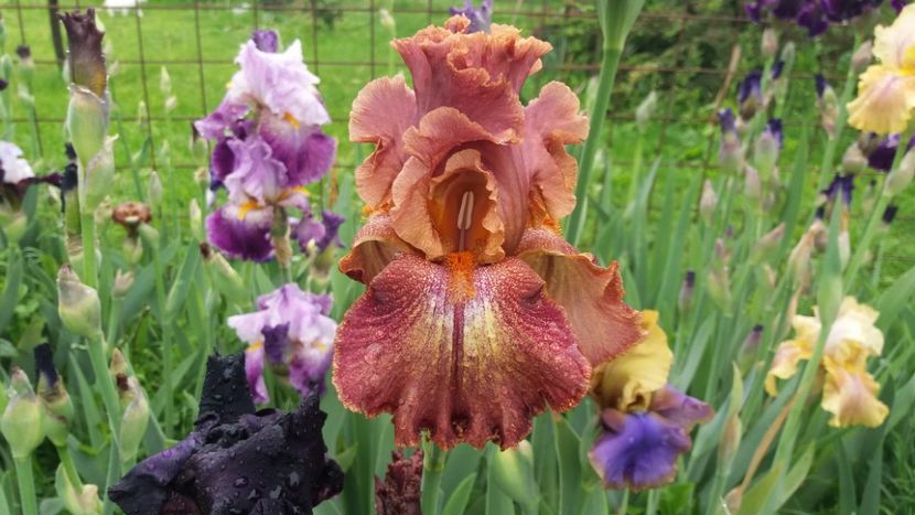 Ruffled Copper Sunset1 - Irisi intermedia si inalti 2017