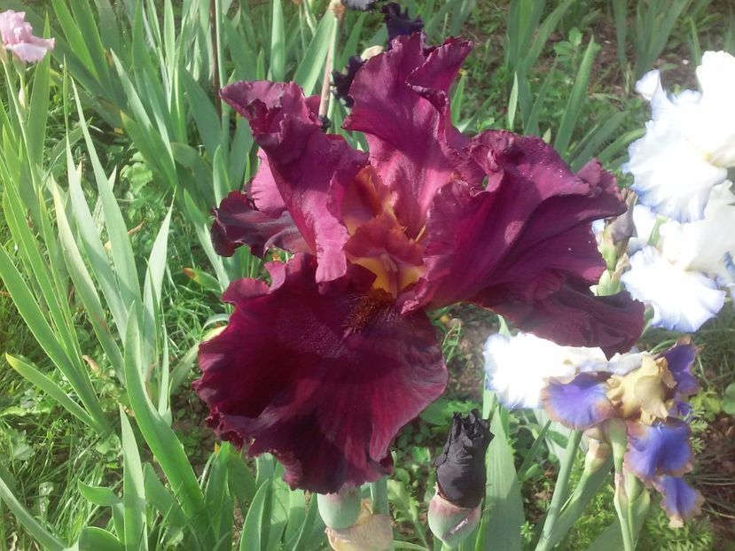 Salsa Rio - Irisi intermedia si inalti 2017