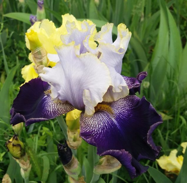 Slovak Prince - Irisi intermedia si inalti 2017