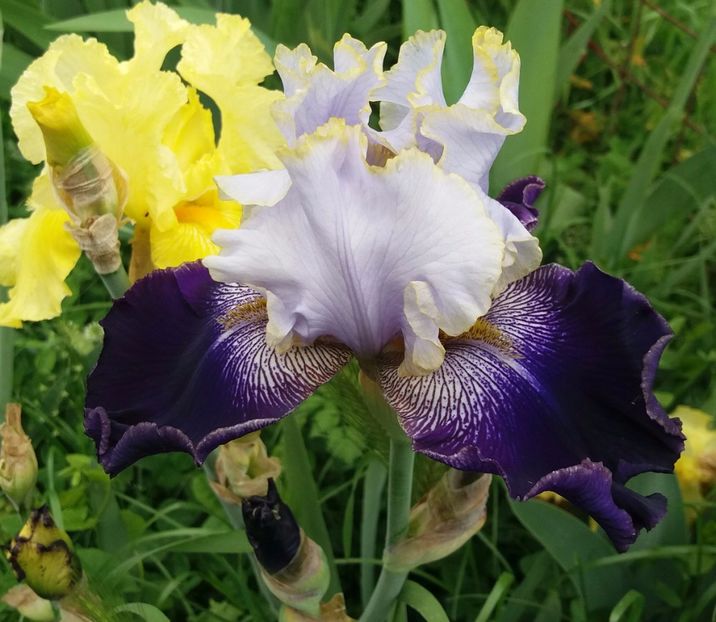 Slovak Prince1-1 - Irisi intermedia si inalti 2017