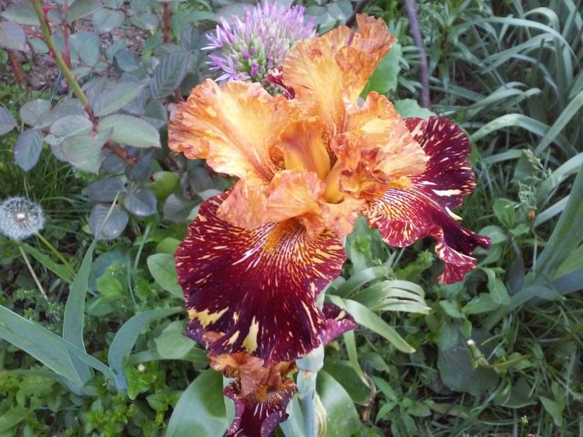 Spiced Tiger - Irisi intermedia si inalti 2017