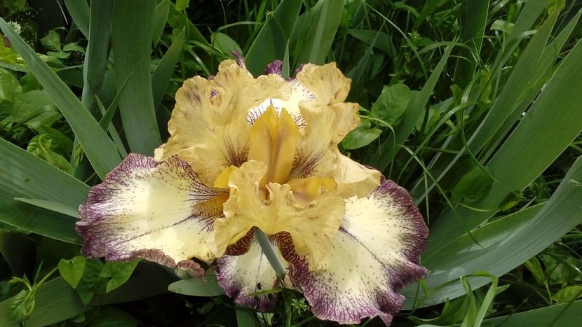 Spin doctor - Irisi intermedia si inalti 2017