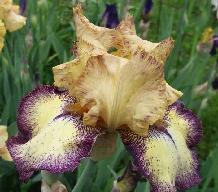 spin doctor1 - Irisi intermedia si inalti 2017