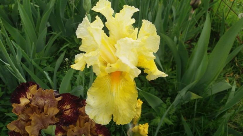 Sweet Lemonade - Irisi intermedia si inalti 2017