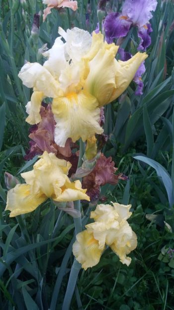 Sweet Lemonade1 - Irisi intermedia si inalti 2017