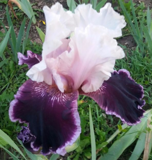 Sweeter than wine1 - Irisi intermedia si inalti 2017