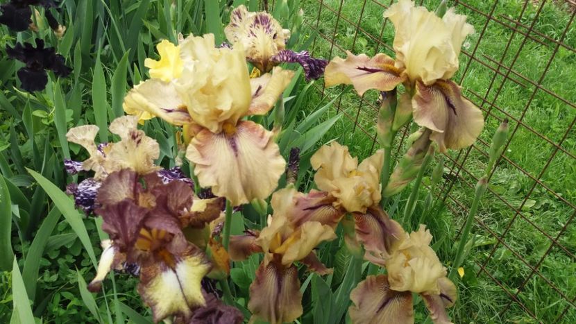 Thornbird colonie - Irisi intermedia si inalti 2017