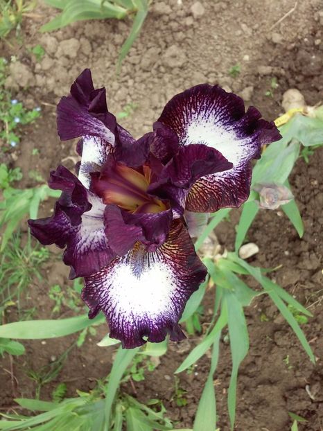 Vitrail 1 - Irisi intermedia si inalti 2017