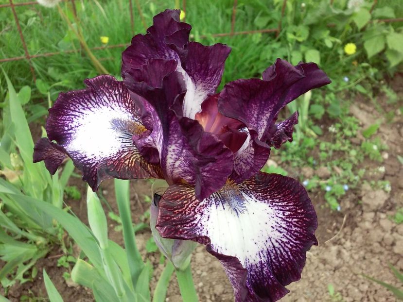 Vitrail - Irisi intermedia si inalti 2017