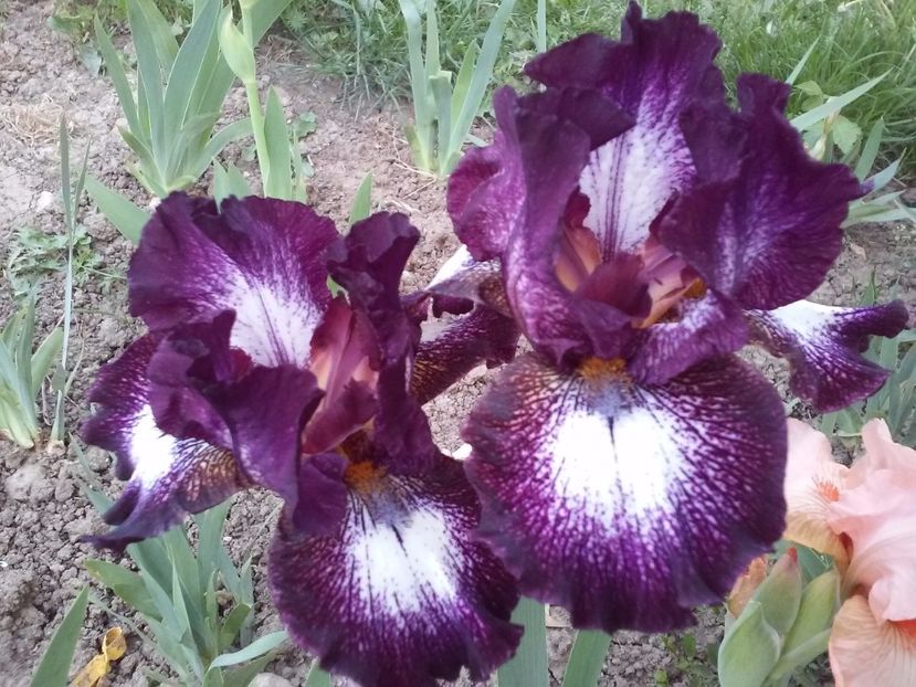 Vitrail1 - Irisi intermedia si inalti 2017