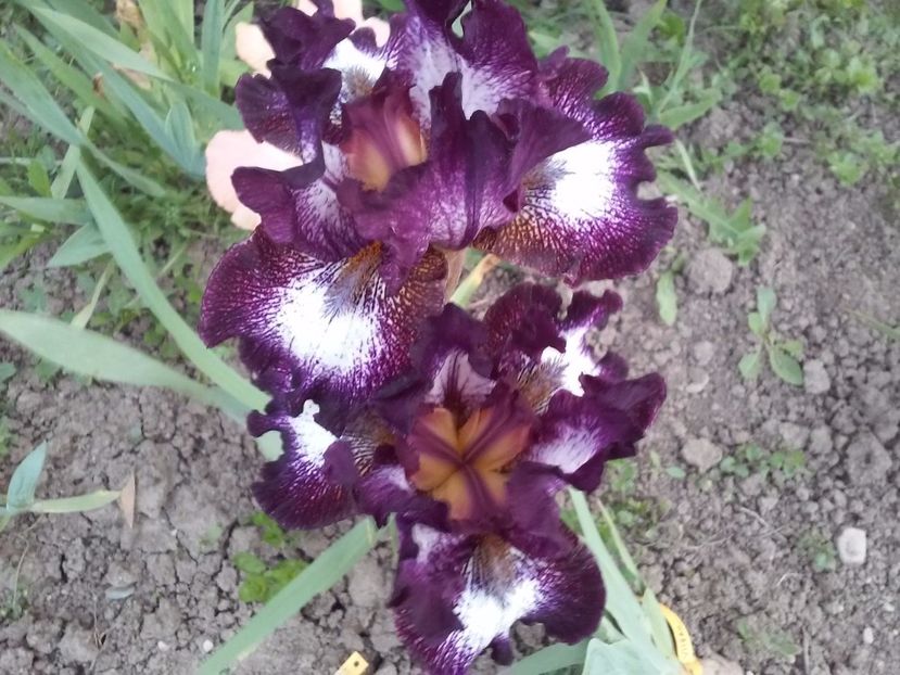 Vitrail2 - Irisi intermedia si inalti 2017