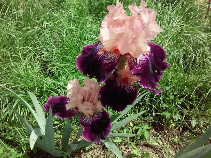 Wench - Irisi intermedia si inalti 2017