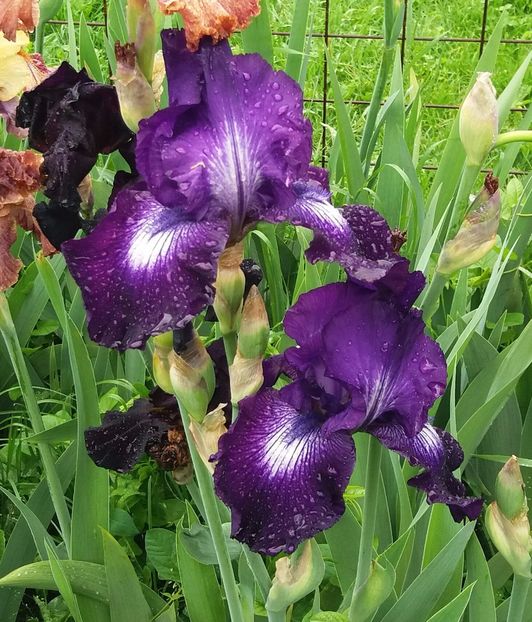 Winner's circle - Irisi intermedia si inalti 2017