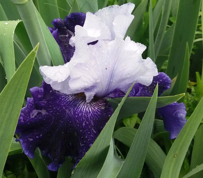 World Premier 2017 - Irisi intermedia si inalti 2017