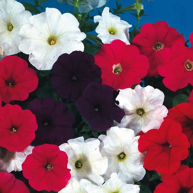 Seminte flori Petunia Cascade Mixed F1 - Seminte de Petunie hibrida - Petunia Cascade Mixed F1