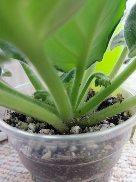 22 oct - ZZ EK Belaia Koroleva -White Queen