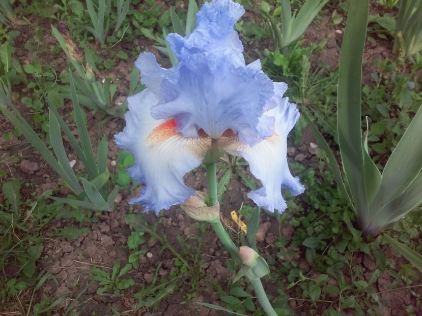 Grecian skies - Irisi intermedia si inalti 2017