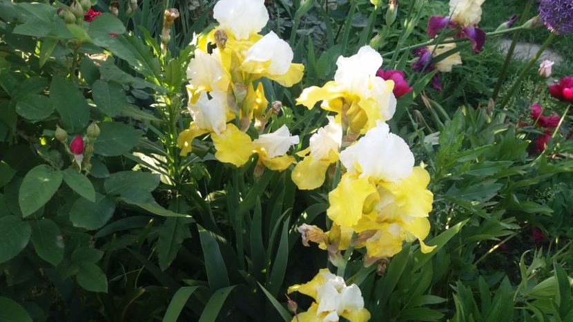 Tulip festival - Irisi intermedia si inalti 2017