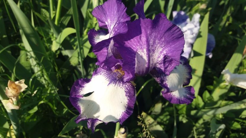 Art deco - Irisi intermedia si inalti 2017