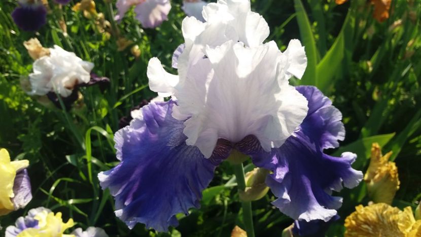  - Irisi intermedia si inalti 2017