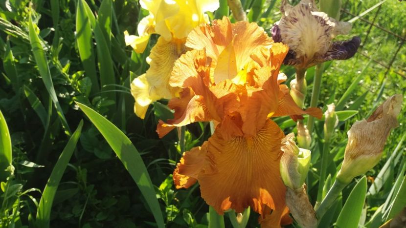 Gay Lights - Irisi intermedia si inalti 2017