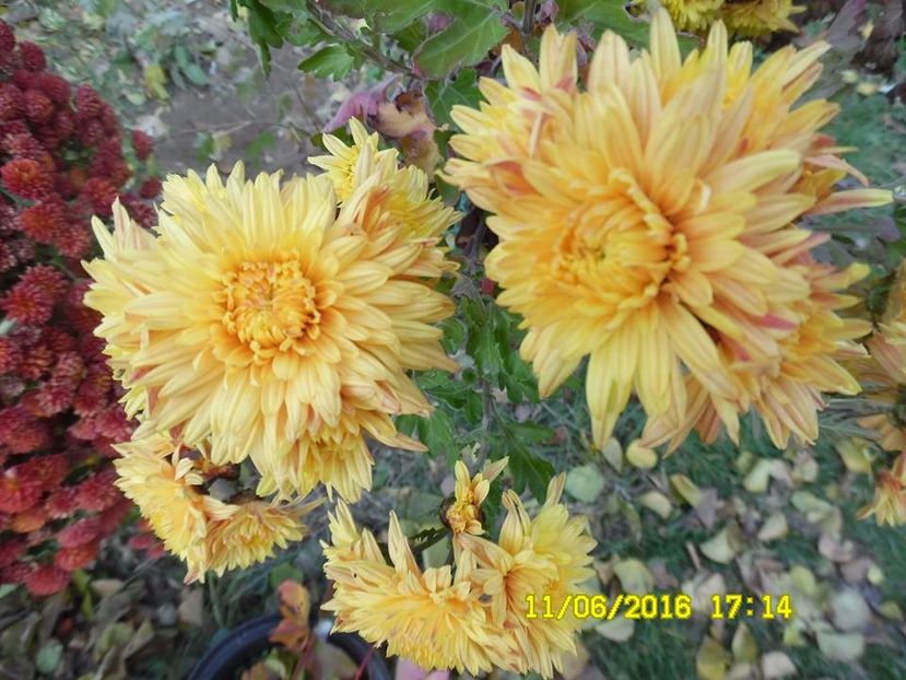 1.  tufanica galbena soi foarte vechi. - F Tufanici Crizanteme Aster Anemone de toamnă