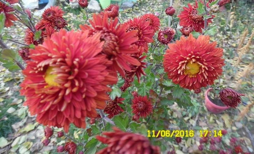 2. tufanica rosie soi foarte vechi. În stoc - F Tufanici Crizanteme Aster Anemone de toamnă