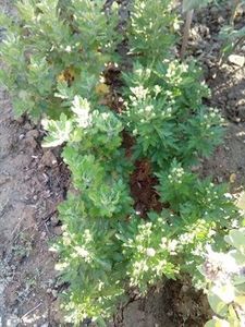 tufanici medii, livrare - w Produse livrate