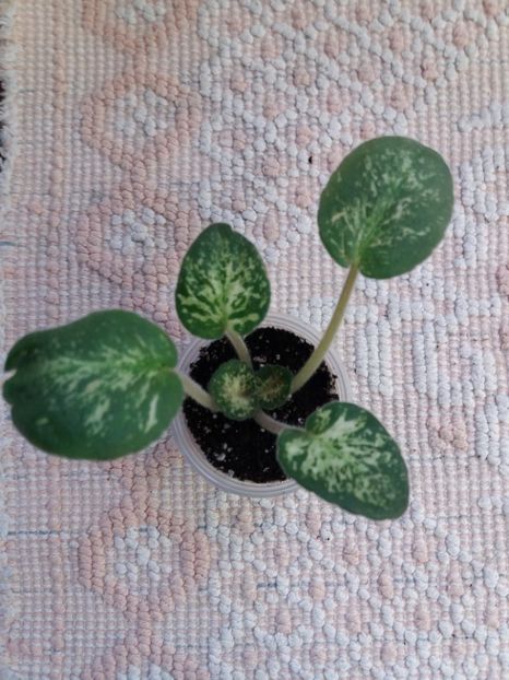 23 oct - ZZ Genetic Blush