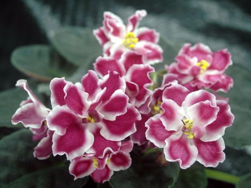 RS Korrida poza net - ZZ RS Korrida