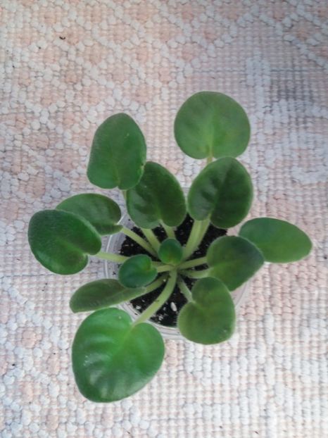 23 oct - ZZ RS Korrida