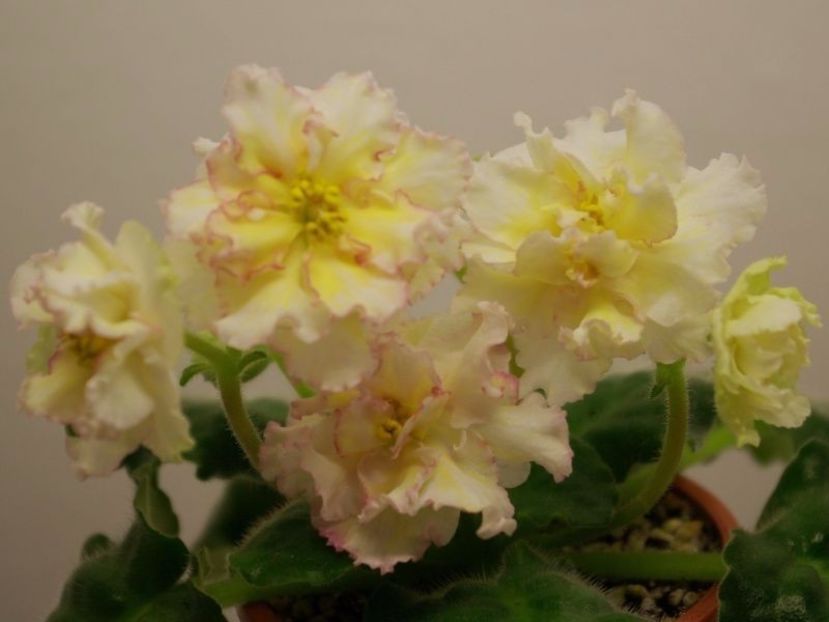 Sunkissed Rose poza net - ZZ Sunkissed Rose