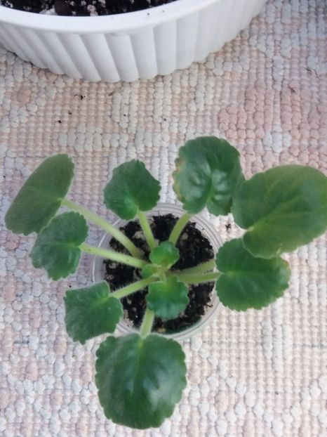 23 oct - ZZ Sunkissed Rose