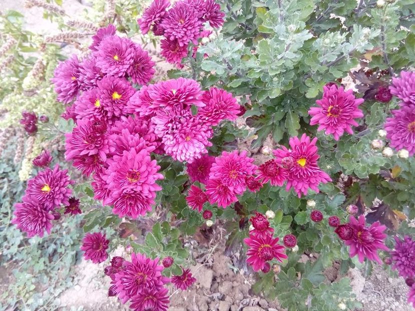 11. tufanica inaltime medie, cea mai intens colorata din toate soiurile. - w Produse livrate