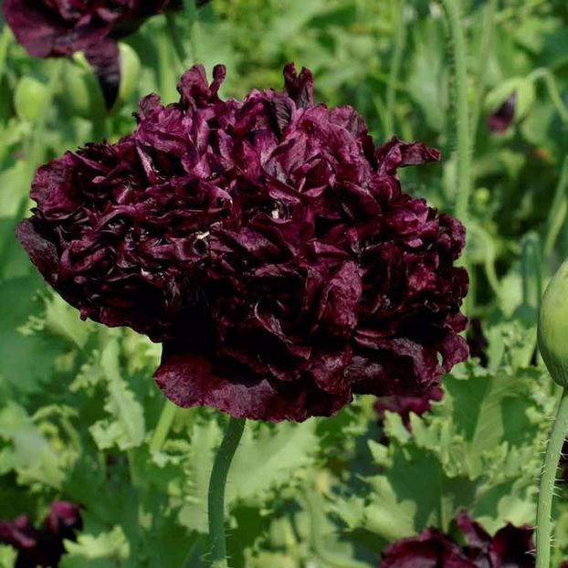 Seminte flori Poppy Papaver Black Peony - Seminte de Mac Negru - Poppy Papaver Black Peony