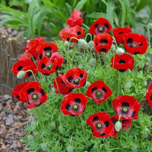 Seminte flori Poppy Papaver Ladybird - Seminte de Mac Buburuza - Poppy Papaver Ladybird