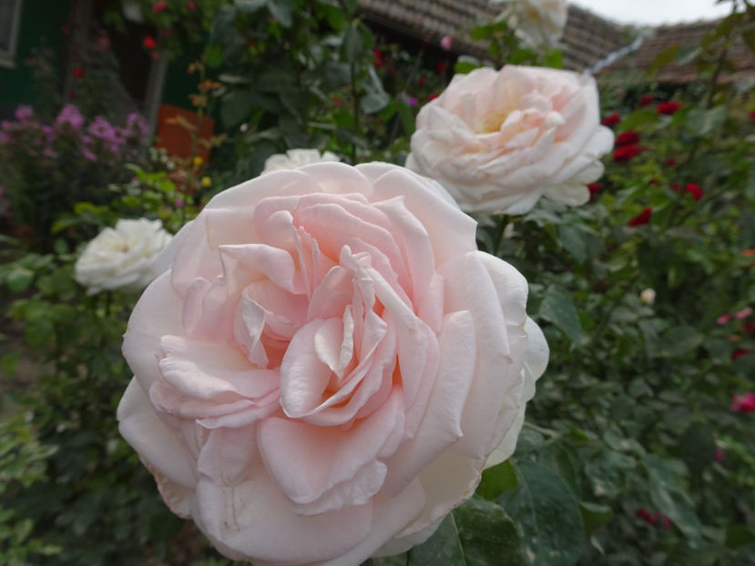 20 oct. - Prince Jardinier